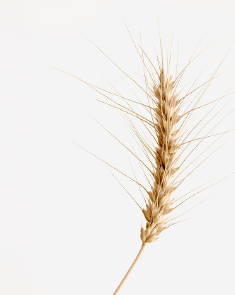 Image of wheat